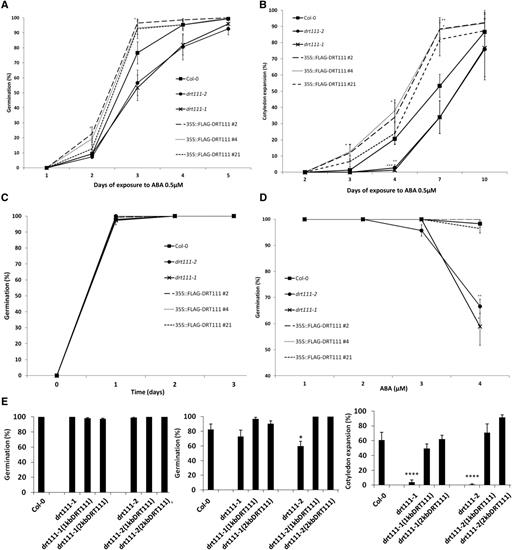 Germination analysis of DRT111 knockout mutants, DRT111 OX lines, and drt1111 mutant complemented lines. A to C, Seed germination of drt111 mutants (drt111-1, drt111-2), DRT111 OX lines (35S::FLAG-DRT111 2, 4, and 21), and wild-type (Col-0). Germination percentage of 10 d after-ripened seeds scored in terms of radicle emergence (A) and cotyledon expansion (B) in presence of 0.5 μm ABA and control media (C). Data are means ±sd (n = 150) of five biological replicates. D, Germination percentage of 1 year after-ripened seeds scored in terms of radicle emergence after 3 d in the presence of different concentrations of ABA. E, Germination analysis of drt111 mutants transformed with DRT111 genomic fragment including 1- or 2-kb upstream sequence from the translation start site (1KbDRT111; 2kbDRT111) in pDRT111::DRT111-FLAG constructs. Germination reported as percentage in terms of radicle emergence under control conditions (left) or in the presence of 0.5 μm ABA (middle), and in terms of cotyledon expansion in the presence of 0.5 μm ABA (right). In all germination tests, seeds were stratified for 2 d before incubation at 24°C. The asterisks indicate significant differences compared to Col-0 according to Student’s t-test (*P ≤ 0.05 and ****P ≤ 0.0001).