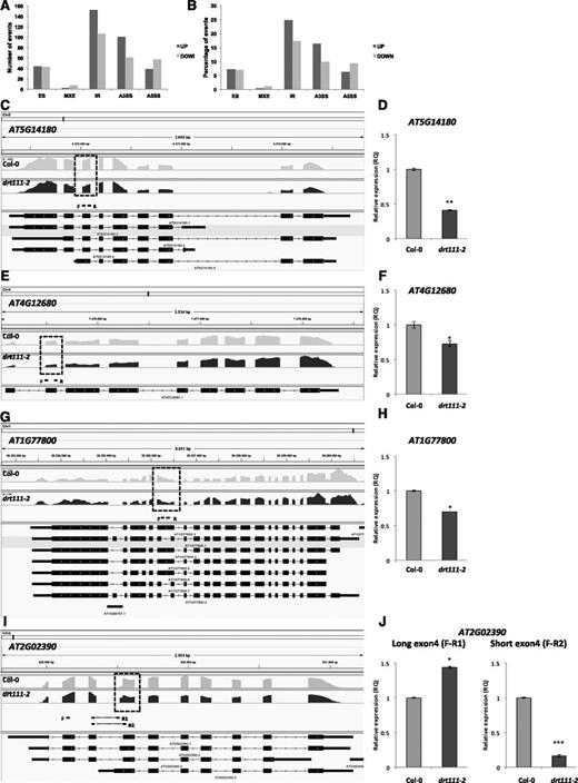 AS events altered in drt111-2. A, Number of different AS events upregulated (a greater prevalence of AS event in the mutant versus Col-0) and downregulated (a lower prevalence of AS event in the mutant versus Col-0) in drt111-2 dry seeds. B, Percentage of splicing events significantly up- and downregulated in drt111-2 with respect to the total AS events defective in drt111-2. MXE, Mutually exclusive exon; IR, Intron retaining; A3SS, Alternative 3′ splice site; A5SS, Alternative 5′ splice site. C to J, Validation of RNA-seq data by RT-qPCR. C, E, G, and I, Representation of AS differences between Col-0 and drt111-2 detected by RNA-seq using the Integrative Genomics Viewer (https://software.broadinstitute.org/software/igv/). Dashed box indicates the position of AS events: ES (AT5G14180, AT4G12680), IR (AT1G77800), and A3SS in (AT2G02390). Primers used for RT-qPCR are shown. D, F, H, and J, Validation by RT-qPCR. The elongation factor EF1α was used as endogenous control. Data reported are means ±sd of three biological replicates (n = 3). The asterisks indicate significant differences compared to control conditions according to Student’s t-test (*P ≤ 0.05 and **P ≤ 0.01).
