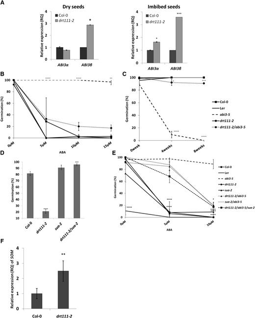 Germination analysis and relative expression of ABI3 and SOM in drt111-2 seeds. A, Relative quantification (RQ) of expression of ABI3 splicing variants (ABI3-α, ABI3-β) in Col-0 and drt111-2 dry seeds (left) or imbibed seeds (right). Data reported are means ±sd of three biological replicates (n = 3). B, Germination of freshly harvested seeds sown on media containing 0, 5, 10, or 15 μm ABA. C, Germination of seeds sown on GM medium after different periods of dry storage: 0, 4, or 8 weeks after harvest. B and C, Data were collected after 3 d and reported as means of three biological replicates (±sd). D, Germination of 14 d after-ripened seeds sown on medium containing 0.5 μm ABA. Data were collected after 3 d and reported as means of two independent experiments (±se). E, Germination of freshly harvested seeds sown on medium containing different concentrations of ABA (0, 5, or 10 μm). Data were collected after 7 d and reported as means of three biological replicates (±sd). F, Expression of SOM in Col-0 and drt111-2 imbibed seeds. In all germination tests, seeds were stratified for 2 d before incubation at 24°C. The asterisks indicate significant differences compared with wild type or abi3-5 (E) according to Student’s t-test (*P ≤ 0.05, **P ≤ 0.01, ***P ≤ 0.001, and ****P ≤ 0.0001).