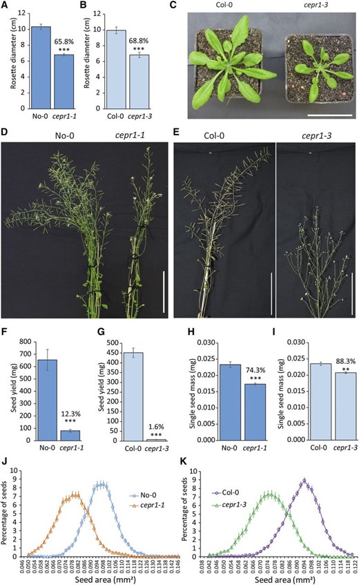 CEPR1 affects aboveground plant growth, yield, and seed size. A to C, CEPR1 mutants show decreased vegetative leaf growth. A, Rosette diameter at 30 d post germination (dpg) for No-0 and cepr1-1. n = 10. B, Rosette diameter at 31 dpg for Col-0 and cepr1-3. n = 4 to 8. C, Representative images of plants in B. Note that cepr1-3 rosette leaves displayed no obvious chlorosis. Bar = 5 cm. D to I, Loss of CEPR1 function results in impaired yield. D, Inflorescence stems of No-0 and cepr1-1 at 50 dpg. E, Inflorescence stems of Col-0 and cepr1-3 at 59 dpg. Bars in D and E = 100 mm. F and G, CEPR1 mutants show reduced yield. Total seed yield per plant is shown for No-0 and cepr1-1 (n = 6–10; F) and for Col-0 and cepr1-3 (n = 4–8; G). H and I, CEPR1 mutants have reduced seed size. Mass of one seed for No-0 and cepr1-1 (n = 3 plants; H) and for Col-0 and cepr1-3 lines (n = 4 plants; I) was determined from ∼100 seeds per plant. Percentages above bars indicate means as a percentage of the wild type. Significant differences were determined by a two-sample Student’s t test: **P < 0.01 and ***P < 0.001. Error bars indicate se. J and K, Distribution of seed size for the wild type and cepr1 in the No-0 (J) and Col-0 (K) backgrounds. n = 4 to 7 plants, 60 to 120 seeds per plant.