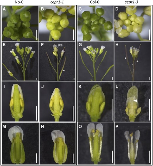 CEPR1 affects the development of reproductive organs. Representative images show floral and reproductive organ phenotypes of wild-type and cepr1 mutant plants in the No-0 and Col-0 accessions. A to D, Inflorescences of the wild type and cepr1 mutants. The developing buds of CEPR1 knockout mutants are chlorotic. E to H, Side views of the inflorescences showing chlorotic sepals (sep.) and anthocyanin accumulation in the siliques, pedicle, and main stem of cepr1 (arrows). The arrowhead in F indicates the fading of anthocyanin in older siliques. I to P, Medial views of dissected wild-type and cepr1 flowers showing the aberrant floral development associated with CEPR1 knockout. I to L, Preanthesis stage 12 wild-type and cepr1 flowers. The arrowhead in L indicates the poorly developed distal end of a cepr1-3 gynoecium. M and N, Postanthesis stage 13 flowers of wild-type No-0 and cepr1-1. O and P, Postanthesis stage 14 flowers of wild-type Col-0 and cepr1-3. Bars = 1 mm.