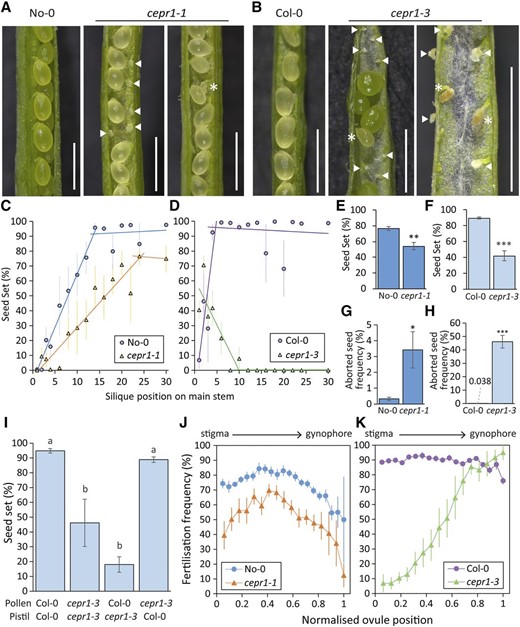 Loss of CEPR1 function results in decreased seed set and a higher frequency of seed abortion. A and B, Representative images of dissected siliques from self-pollinated wild-type and cepr1 lines in the No-0 (A) and Col-0 (B) backgrounds. Arrowheads indicate unfertilized ovules. Asterisks indicate aborted seeds. Bars = 1 mm. C and D, Seed set at silique positions on the main stem (position 1 = first silique produced) for self-pollinated wild-type and cepr1 lines in the No-0 (n = 4–6; C) and Col-0 (n = 3–6; D) backgrounds. Error bars show se. For each plant line, two separate linear trend lines were applied to the distinct subset of silique positions before and after a plateau in seed set. E and F, Average seed set determined from siliques with nonzero seed set irrespective of silique position for self-pollinated wild-type and cepr1 plants in the No-0 background (n = 6 plants, seven to 14 siliques per plant; E) and the Col-0 background (n = 5–6 plants, two to 15 siliques per plant; F). G and H, Frequency of aborted seeds observed at fertilized ovule positions for self-pollinated wild-type and cepr1 plants in the No-0 background (n = 6 plants, seven to 14 siliques per plant; G) and the Col-0 background (n = 5–6 plants, two to 15 siliques per plant; H). Significant differences in E to H were determined by a two-sample Student’s t test: *P < 0.05; **P < 0.01; and ***P < 0.001. Error bars show se. I, Percentage seed set for controlled pollination between Col-0 and cepr1-3 plants. Preanthesis flowers were emasculated prior to deposition of donor pollen onto recipient pistils. Significant differences were determined by ANOVA followed by Tukey’s honestly significant difference (HSD) test (α = 0.05). n = 4 to 6 siliques from three plants. Error bars show se. J and K, Fertilization frequency at ovule positions for self-pollinated wild-type and cepr1 plants in the No-0 background (n = 6 plants, seven to 14 siliques per plant; J) and the Col-0 background (n = 5–6 plants, two to 15 siliques per plant; K). Each position is represented as a fraction of the highest position observed in at least three plants per genotype (0 = stigma end; 1 = gynophore end). Fertilization frequency was determined from siliques with nonzero seed set.