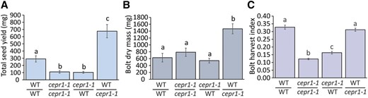 Yield is primarily determined by CEPR1 activity in the reproductive bolt. Analysis of yield is shown on a per plant basis for reciprocal wild-type (WT) and cepr1-1 bolt-grafted plants (bolt/stock genotype). Quantification of total seed yield (A), bolt dry mass (minus seed; B), and bolt harvest index (the ratio of seed yield to total bolt biomass; C) are shown. Significant differences were determined by ANOVA followed by Tukey’s HSD test (α = 0.05). Error bars show se. n = 6 to 9 plants.