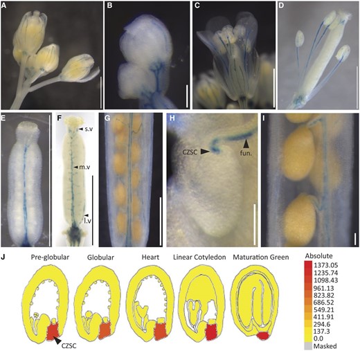 CEPR1 expresses in the vasculature of reproductive organs. A to I, pCEPR1:GUS expression in the reproductive organs. Shown are whole inflorescence (A), buds (B), stage 14 flower (C), stage 15 gynoecium and stamens (D), stage 12 gynoecium (E), stage 14 gynoecium (F; l.v, lateral vasculature; m.v, medial vasculature; s.v, style vasculature), mature silique (G), funiculus (fun.) and chalazal seed coat (CZSC; H), and mature silique funiculus (I). Staining was carried out for 18 h (A, D, G, and I), 24 h (H), or 72 h (B, C, E, and F). Bars = 1 mm (A and C–G) and 0.1 mm (B, H, and I). J, Microarray expression of CEPR1 in the developing seed from the Arabidopsis eFP browser (https://bar.utoronto.ca/efp/cgi-bin/efpWeb.cgi; Belmonte et al., 2013).