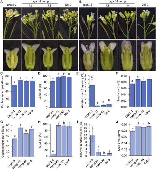Complementation of cepr1 mutants using a CEPR1 genomic fragment. Reproductive development phenotypes were assessed for independent complementation (comp) lines in the No-0 cepr1-1 (1 and 2) and Col-0 cepr1-3 (3 and 4) backgrounds compared with their respective cepr1 mutant and wild-type lines. A and B, Representative images showing side views of the inflorescence (top row) and dissected postanthesis flowers (bottom row) for lines in the No-0 (A) and Col-0 (B) ecotypes. C and G, Quantification of ovule number for siliques with nonzero fecundity for No-0 (n = 4–10, two siliques per plant; C) and Col-0 (n = 3–11, one to four siliques per plant; G) ecotype lines. D and H, Measurement of seed set for No-0 (n = 4–10; D) and Col-0 (n = 3–11; H) ecotype lines. Two siliques were examined per plant from positions on the stem corresponding to the phase of wild-type maximal seed set (Fig. 3, C and D). E and I, Frequency of aborted seeds observed at fertilized ovule positions for lines in the No-0 (n = 4–10, two siliques per plant; E), and Col-0 (n = 3–11, one to four siliques per plant; I) ecotypes. F and J, Seed area for No-0 (n = 6–11 plants; F) and Col-0 (n = 3–9 plants; J) ecotype lines determined from 60 to 120 seeds per plant. Significant differences were determined by ANOVA followed by Fisher’s lsd test (α = 0.05). Error bars show se.