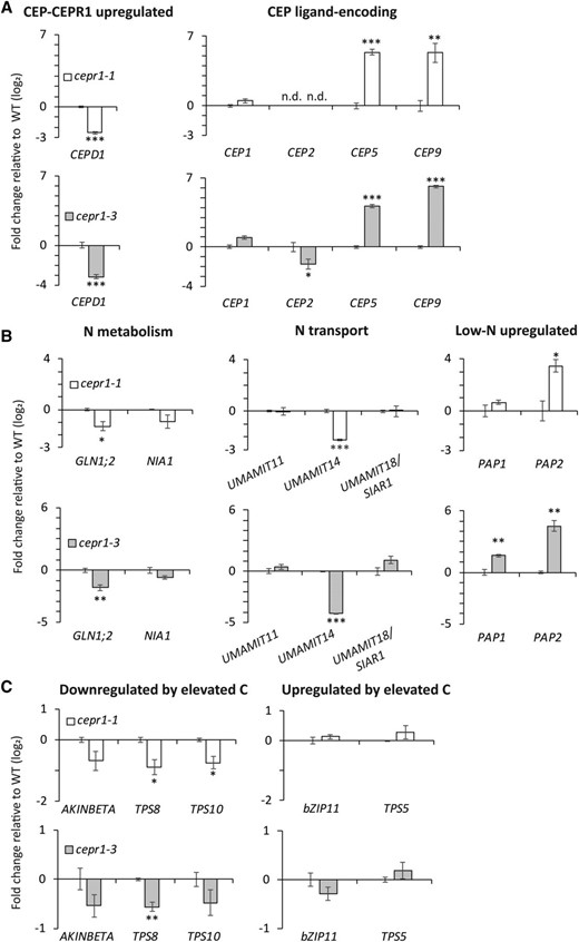 Loss of CEPR1 function affects the expression of genes involved in nitrogen homeostasis in bolt tissue. For reverse transcription quantitative PCR (RT-qPCR) analyses, the primary inflorescence tissue was harvested from wild-type and cepr1 plants upon first flower opening. The fold change in expression (log2) was determined for cepr1-1 and cepr1-3 relative to the wild-type (WT; No-0 and Col-0, respectively) for a selection of CEP-CEPR1 pathway genes (A), genes related to nitrogen (N) homeostasis (B), and genes related to carbon (C) homeostasis (C). Significant differences were determined by a two-sample Student’s t test: *P < 0.05; **P < 0.01; and ***P < 0.001. Error bars show se. n = 3 biological replicates each consisting of two pooled plants. n.d., Not detected.
