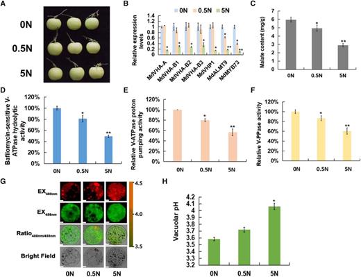 Exogenous application of nitrate reduces malate accumulation and increases the vacuolar pH. A, ‘Royal Gala’ apple fruits were treated with different concentrations of exogenous nitrate (including 0, 0.5, and 5 mm nitrate). B, Reverse transcription quantitative PCR (RT-qPCR) expression analysis of malate-related genes under different concentrations of exogenous nitrate. The genes include vacuolar proton pumps MdVHA-A, MdVHA-Bs, and MdVHP1, the vacuolar malate channel MdALMT9, and the malate-associated MYB TF MdMYB73. C, Malate content under different concentrations of exogenous nitrate. D, Bafilomycin A1-sensitive ATP hydrolytic activity of V-ATPase under different concentrations of exogenous nitrate. E, Proton-pumping activity of V-ATPase under different concentrations of exogenous nitrate was measured by tracking the ATP-dependent quenching of acridine orange using a fluorescence spectrometer with excitation at 493 nm and emission at 545 nm. F, V-PPase activity under different concentrations of exogenous nitrate. G, Emission intensities of protoplast vacuoles under different concentrations of exogenous nitrate loaded with BCECF at 488 nm (first column) and 458 nm (second column). Scale bars = 10 μm. H, Quantification of the pH in vacuoles under different concentrations of exogenous nitrate. For C to F and H, error bars represent the sd from three biological replicates with three technical repetitions. Significant differences were detected by t test (*P < 0.05, **P < 0.01).
