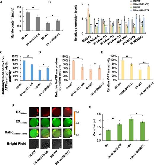 BTB/TAZ protein MdBT2 controls malate accumulation and vacuolar pH in response to nitrate. A, Malate content in wild-type (WT) and transgenic apple plantlets under different concentrations of exogenous nitrate. ‘GL-3’ plantlets were treated with 0 N (0 N-WT). MdBT2 overexpression transgenic apple plantlets were treated with 0 N (0 N-MdBT2-OX). The anti-MdBT2 transgenic apple plantlets were treated with 5 N (5 N-antiMdBT2). B, RT-qPCR expression of MdVHA-A, MdVHP1, and MdALMT9 in wild-type and transgenic apple plantlets under different concentrations of exogenous nitrate. C to E, Hydrolytic and proton-pumping activities of V-ATPase and V-PPase in wild-type and transgenic apple plantlets under different concentrations of exogenous nitrate. F, Emission intensities of protoplast vacuoles loaded with BCECF at 488 and 458 nm. Scale bars = 10 µm. G, Quantification of the pH in vacuoles. For A, C to E, and G, error bars represent the sd from three biological replicates with three technical repetitions. Significant differences were detected by t test (*P < 0.05, **P < 0.01).
