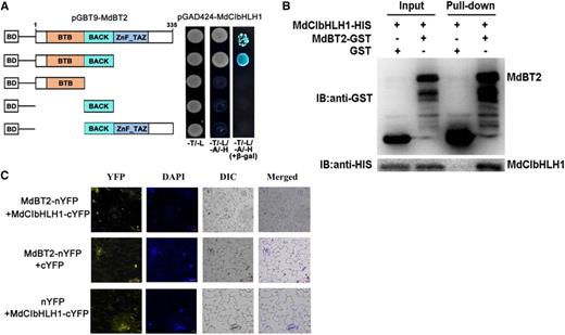 MdBT2 physically interacts with MdCIbHLH1 via the conserved BTB/BACK domain. A, MdBT2 interacted with MdCIbHLH1 in a Y2H assay. The full-length and the BTB/BACK domain of MdBT2 interacted with the MdCIbHLH1 protein. B, Pull-down assays demonstrating the interaction between MdBT2 and MdCIbHLH1. MdBT2-GST was expressed in Escherichia coli, resulting in the precipitation of MdCIbHLH1-HIS using anti-GST and anti-HIS antibodies, respectively. GST alone was used as the control. C, BiFC assay showing the interaction between MdBT2 and MdCIbHLH1 using N. benthamiana leaf cells. MdBT2-nYFP and MdCIbHLH1-cYFP interacted in the nucleus of N. benthamiana leaf cells. Scale bars = 20 μm.