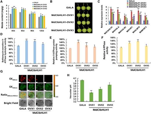 MdCIbHLH1 regulates malate accumulation and vacuolar pH. A, Malate content in ‘GALA’ and MdCIbHLH1-OVXs transgenic apple fruits (MdCIbHLH1-OVXs) in the whole fruit developmental stages. B, ‘GALA’ and MdCIbHLH1-OVXs lines at 40 DAF. C, Expression of MdVHA-A, MdVHA-B1, MdVHP1, MdALMT9, and MdMYB73 in ‘GALA’ and MdCIbHLH1-OVXs. D to F, Hydrolytic and proton-pumping activities of V-ATPase and V-PPase in ‘GALA’ and MdCIbHLH1-OVXs. G, Emission intensities of protoplast vacuoles in ‘GALA’ and MdCIbHLH1-OVXs with BCECF at 488 and 458 nm. Scale bars = 10 µm. H, Quantification of the pH in vacuoles in ‘GALA’ and MdCIbHLH1-OVXs. For A, C, D to F, and H, error bars represent the sd from three biological replicates with three technical repetitions. Significant differences were detected by t test (*P < 0.05, **P < 0.01).