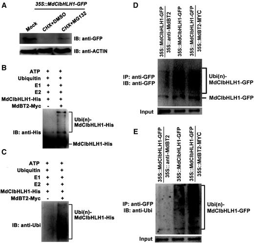 MdBT2 is involved in the ubiquitination and degradation of MdCIbHLH1 proteins. A, 35S::MdCIbHLH1-GFP plants were treated with CHX and MG132 for 6 h, after which MdCIbHLH1-GFP protein levels were measured using the anti-GFP antibody. B to E, MdBT2 promoted the ubiquitination of MdCIbHLH1 protein in vitro and in vivo. B and C, The MdBT2-MYC active protein extracted from 35S::MdBT2-MYC was coincubated with purified recombinant MdCIbHLH1-HIS protein, E1, E2, and ubi in vitro for immunoprecipitation using anti-HIS and anti-ubi antibodies. D and E, In vivo ubiquitination was measured using 35S::MdCIbHLH1-GFP, 35S::MdCIbHLH1-GFP + 35S::MdBT2-MYC, and 35S::MdCIbHLH1-GFP + 35S::anti-MdBT2. The anti-GFP and anti-ubi antibodies were used to detect MdCIbHLH1-GFP protein accumulation. IP, Immunoprecipitated; IB, immunoblotted.