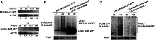 Nitrate participates in the regulation of MdBT2-mediated MdCIbHLH1 protein stability. A, Protein stability of MdCIbHLH1 in response to nitrate. 35S:: MdCIbHLH1-GFP calli were incubated without nitrate (−N) and with nitrate (+N), respectively. The total proteins extracted from these calli samples were then used for immunoblotting (IB) assays using the anti-GFP antibody. B and C, IB assays were conducted using 35S::MdCIbHLH1-GFP treated with or without nitrate. IP, Immunoprecipitated.