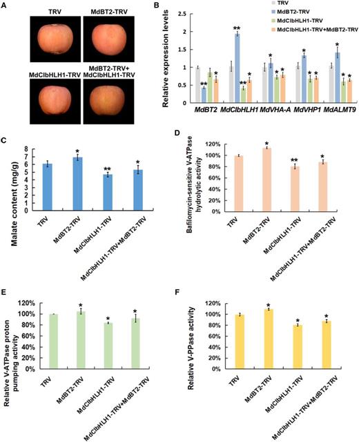MdCIbHLH1 is required for MdBT2 to modulate malate accumulation. A, Viral vector-based method was applied to the apple injection assays. The TRV1 vector was used as an auxiliary plasmid. MdBT2-TRV and MdCIbHLH1-TRV were obtained by cloning the coding sequences of MdBT2 and MdCIbHLH1 into the TRV2 vector, respectively, and mixed with TRV1. The TRV vector (TRV1 + TRV2) was used as control. B, RT-qPCR expression analysis of MdVHA-A, MdVHP1, and MdALMT9. C to F, Malate content and hydrolytic and proton-pumping activities of V-ATPase and V-PPase were measured in apple fruit tissues around the sites infiltrated with the different viral constructs. Error bars represent the sd from three biological replicates with three technical repetitions. Significant differences were detected by t test (*P < 0.05, **P < 0.01).