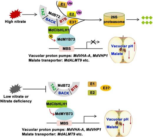 Working model demonstrating that MdBT2 modulates malate accumulation and vacuolar acidification in response to nitrate. Bottom, Low nitrate or nitrate deficiency; MdCIbHLH1 enhances the activity of MdMYB73, which maintains the transcription of malate-associated genes at a high level, resulting in high malate accumulation and lower vacuolar pH. Top, MdBT2 ubiquitinates and degrades MdCIbHLH1 in response to high nitrate, which reduces the transcription of malate-associated genes by decreasing the activity of MYB73, leading to lower malate accumulation and high vacuolar pH. MBS, MYB-binding cis-elements.