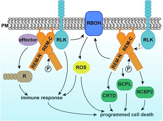 REMs participate in plant-microbe interaction and PCD. REMs polymerize and physically interact with receptor-like kinases (RLK) and pathogen effectors; the latter activate R proteins and trigger immunity. The C terminus of REM (REM-C) is required for plasma membrane (PM) localization and protein interaction, while phosphorylation occurs at the N terminus (REM-N). REMs induce reaction oxygen species (ROS) and up-regulate protein abundance of CYSTEINE-RICH AND TRANSMEMBRANE DOMAIN-CONTAINING PROTEIN A-LIKE (CRTD), BLUE COPPER PROTEIN-LIKE (BCPL), NUCLEAR CAP-BINDING PROTEIN SUBUNIT 2 (NCBP2), and RBOHB in tobacco, which all contribute to programmed cell death. Whether REM induction of cell death is triggered by RLKs is not known.
