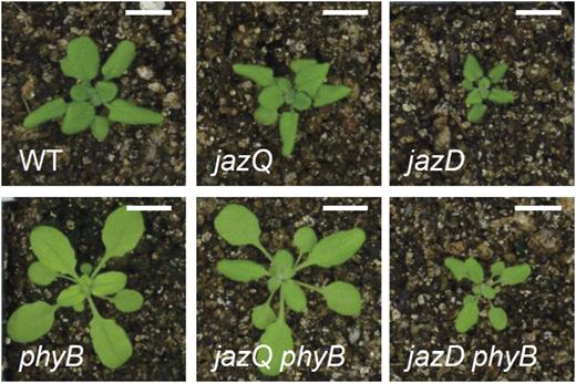 The jazD growth phenotype is not fully recovered by the phyB mutation. Photographs show representative 25-d-old Columbia-0 wild-type (WT), jazQ, jazD, phyB, jazQ phyB, and jazD phyB plants grown under long-day conditions. Bars = 1 cm. Adapted from Major et al. (2020) figure 6A.