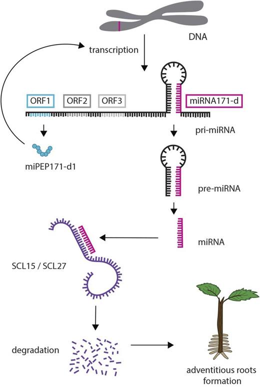 Schematic overview of vvi-miRNA171d processing and the effect of vvi-miPEP171d1 on adventitious root formation. The primary transcript of miRNA171 (pri-miRNA) is transcribed by RNA polymerase II and processed into pre-miRNA in the nucleus. The pre-miRNA is subsequently cleaved into mature miRNA, which binds to target mRNA, resulting in transcriptional repression. The small ORFs preceding the miRNA on the pri-miRNA are also transcribed and translated into small peptides. The peptide from the first ORF, containing seven amino acids, results in higher expression of pri-miRNA171d, which in turn results in the transcriptional repression of the SCARECROW-like transcription factors SCL15 and SCL27, leading to enhanced adventitious root formation.