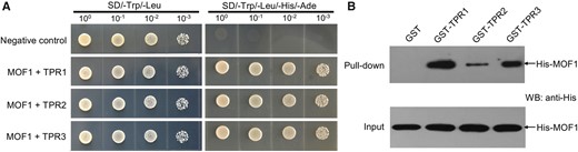 MOF1 interacts with OsTPRs. A, MOF1 interacts with OsTPR1, OsTPR2, and OsTPR3 by yeast two-hybrid test. B, Glutathione S-transferase (GST) pull-down experiments showing interactions of MOF1 with OsTPR1, OsTPR2, or OsTPR3. MOF1 was fused with His.