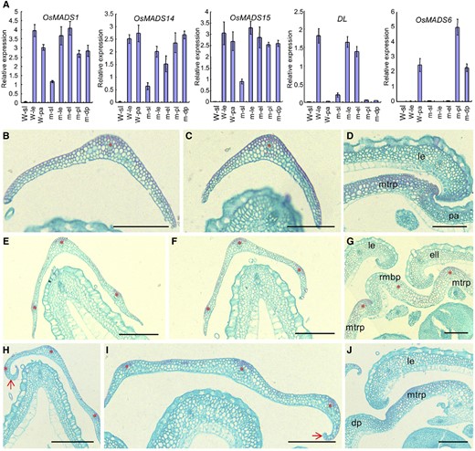Histological observations and expression analysis of floral identity genes in lateral organs of the wild type (W) and the mof1 mutant. A, Expression analysis of OsMADS1, OsMADS6, OsMADS14, OsMADS15, and DL in lateral organs of the wild type and the mof1 mutant. Lateral organs, the sterile lemma in the wild type, the lemma in the wild type; the palea in the wild type, the sterile lemma in the mof1 mutant, the lemma in the mof1 mutant, the degraded palea in the mof1 mutant, the extra lemma in the mof1 mutant, and the palea-like organ in the mof1 mutant. RNA was isolated from lateral organs of the wild type and mof1 spikelets. Error bars indicate sd. At least three replicates were performed, from which the mean value was used to represent the expression level. B, Transverse section of the outer sterile lemma in the wild type. C, Transverse section of the inner sterile lemma in the wild type. D, Partial transverse section of the wild-type floret. E to G, Group I mof1 spikelets. E, Transverse section of the outer sterile lemma in the mof1 floret with an extra lemma-like organ and palea-like organs. F, Transverse section of the inner sterile lemma in the mof1 floret with an extra lemma-like organ and palea-like organs. G, Partial transverse section in the mof1 floret with an extra lemma-like organ and palea-like organs. H to J, Group II mof1 spikelets. H, Transverse section of the outer sterile lemma in the mof1 floret with degraded paleae. I, Transverse section of the inner sterile lemma in the mof1 floret with degraded paleae. J, Partial transverse section in the mof1 floret with degraded paleae. dp, Degraded palea; ell, extra lemma-like organ; isl, inner sterile lemma; le, lemma; M, mof1 mutant osl, outer sterile lemma; pa, palea; pal, palea-like organ. Red stars represent vascular bundles. Red arrows indicate the inner hook structure, which is similar to that of the wild-type lemma. Bars = 100 µm. Data are means ± sd (n = 3).