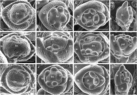 Early spikelets in the wild type and the mof1 mutant. A to D, Wild-type spikelets. A, Sp4. B, Sp5 to Sp6. C, Sp7. D, Sp8. E to H, Group I mof1 spikelet with an extra lemma-like organ and palea-like organs. E, Sp4. F, Sp5 to Sp6. G, Sp7. H, Sp8. I to L, Group II mof1 spikelet with degraded paleae. I, Sp4. J, Sp5 to Sp6. K, Sp7. L, Sp8. dp, Degraded; ell, extra lemma-like organ; le, lemma; pa, palea; palea; pal, palea-like organ; pi, pistil; st, stamen; sl, sterile lemma. Bars = 100 µm.