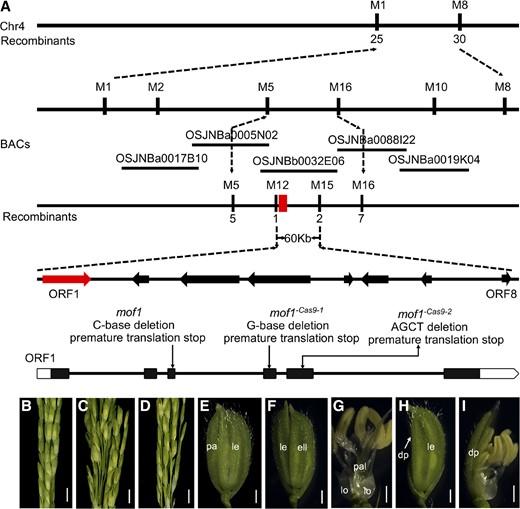 Map-based cloning of MOF1. A, Map position of the MOF1 locus. B, Wild type. C, mof1 mutant. D, Transgenic complementation plants rescue the defective spikelets of the mof1 mutant. E, cv ZH11 spikelet. F to I, Spikelet of the CRISPR/Cas9 transgenic plant. F and G, mof1 Cas9-1 spikelet with an extra lemma-like organ and palea-like organs. H and I, mof1 Cas9-1 spikelet with degraded paleae. dp, Degraded palea; ell, extra lemma-like organ; le, lemma; lo, lodicule; pa, palea; pal, palea-like organ. Bars = 1 cm (B–D) and 1 mm (E–I).