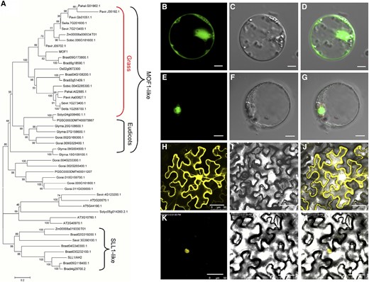 Phylogenetic tree and subcellular localization of the MOF1 protein. A, Phylogenetic tree analysis. The phylogenetic tree was performed using the neighbor-joining method, and bootstrap support values calculated from 1000 replicates are given at the branch nodes. At, Arabidopsis thaliana; Bradi, Brachypodium distachyon; Brast, Brachypodium stacei; Glyma, Glycine max; Gorai, Gossypium raimondii; Pavir, Panicum virgatum; Pahal, Panicum hallii; PGSC, Solanum tuberosum; Seita, Setaria italica; Sevir, Setaria viridis; Sobic, Sorghum bicolor; Solyc, Solanum lycopersicum; Zm, Zea mays. B to D, Single GFP protein in rice protoplasts. E to G, MOF1-GFP in rice protoplasts. H to J, Single YFP protein in tobacco (Nicotiana tabacum). K to M, MOF1-YFP in tobacco. Bars = 5 µm (B–G) and 50 µm (H–M).
