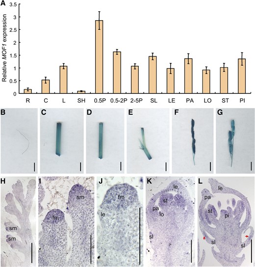 Expression pattern of MOF1. A, MOF1 expression in different tissues and organs as detected by RT-qPCR. B, GUS staining of root. C, GUS staining of culm. D, GUS staining of leaf. E, GUS staining of leaf sheath. F and G, GUS staining of panicles in different developmental stages. H to L, In situ hybridization in panicles and flowers of the wild type using a MOF1 antisense probe. R, Root; C, culm; L, leaf; SH, sheath; 0.5P, 0.5-cm panicle; 0.5-2P, 0.5 to 2 cm panicle; 2-5P, 2- to 5-cm panicle. fm, Floral meristem; le and LE, lemma; lo and LO, lodicule; pa and PA, palea; pi and PI, pistil; sl and SL, sterile lemma; sm, spikelet meristem; st and ST, stamen. Red arrows indicate the signals. Bars = 1 cm (B–G) and 50 µm (H–L). Data are means ± sd (n = 3).