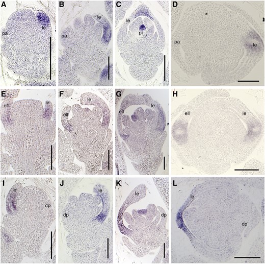 Expression of DL in the wild type and the mof1 mutant. A to D, Wild-type spikelet. A, Sp4; B, Sp5 to Sp6; C, Sp7; D, Sp8. E to H, Group I mof1 spikelet with an extra lemma-like organ and two reduced paleae. E, Sp4; F, Sp5 to Sp6; G, Sp7; H, Sp8. I to L, Group II mof1 spikelet with a reduced palea. I, Sp4; J, Sp5 to Sp6; K, Sp7; L, Sp8. ell, Extra lemma-like organ; esl, elongated sterile lemma; le, lemma; pa, palea; pal, palea-like organ; sl, sterile lemma. Bars = 50 µm.