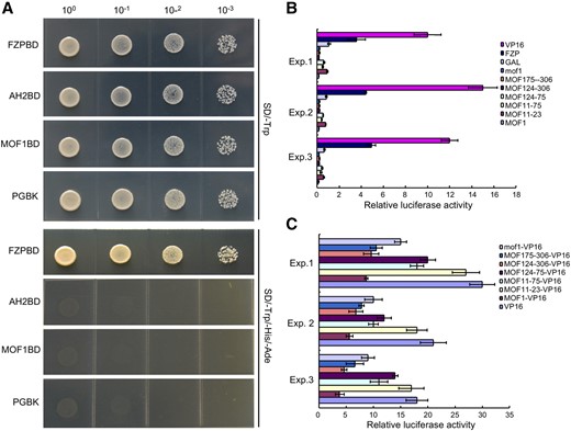 Transcriptional activity analysis of MOF1 protein. A, Transcriptional activation investigation of MOF1 in yeast cells. The positive control was pGBKT7-FZP (FZPBD), and the negative control was pGBKT7-AH2 (AH2BD). B and C, Relative luciferase activities in rice protoplasts cotransfected with reporter and different effectors. MOF11–23, MOF11–75, MOF124–75, MOF124–306, and MOF175–306 represent the truncated MOF1 proteins. B, All luciferase activities are expressed relative to the value of GAL4 BD alone. C, All luciferase activities are expressed relative to the value of VP16. Data are means ± sd (n = 3).