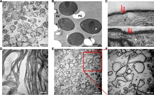 Transmission electron micrographs of organellar and subplastidal fractions. A, Mitochondrial fraction isolated on a Suc gradient. E. gracilis mitochondria without other organellar contamination is seen. Precipitates of uranyl acetate used for membrane contrasting are visible between mitochondria, and poorer preservation of mitochondrial cristae is an artifact of the sample preparation. B, Plastid fraction isolated on a Percoll gradient containing intact plastids (P), holes in the resin after paramylon grains (PG), and a small amount of pellicle residue (PR). C, Two electron micrographs of isolated plastids (P), each containing three envelope membranes shown by red arrows. D, Relaxed thylakoid lamellae in the thylakoid fraction obtained from osmotically shocked intact plastids. E, Plastid envelope fraction obtained from osmotically shocked intact plastids consisting of tiny vesicles of various size and plastid ribosomes (black dots). F, Enlarged section of E.