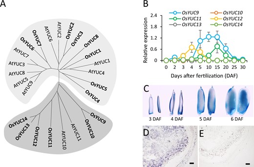 Phylogenetic and expression analyses of OsYUC9, 10, 11, 12, 13, and 14. (A) Neighbour-joining tree of the YUCCA family members in Arabidopsis (AtYUCs) and rice (OsYUCs). (B) Relative expression of OsYUC9, 10, 11, 12, 13, and 14 in different-aged developing caryopses of Kitaake (O. sativa ssp. japonica). Three biological replicates were used for the RT-qPCR. Error bars indicate standard errors. (C) GUS-staining reactions of the caryopses produced by the pOsYUC11::GUS reporter line. The GUS gene was driven by the promoter of OsYUC11. From left to right: staining of the 3-, 4-, 5-, and 6-DAF-old caryopses produced by the pOsYUC11::GUS reporter line. (D and E) In situ hybridization of OsYUC11 in caryopsis at 6 DAF, using an anti-sense (D) and a sense probe (E). Scale bars = 100 μm.