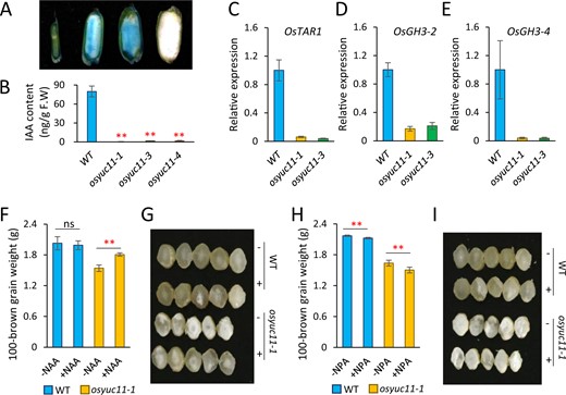 Reduced auxin biosynthesis in the caryopsis of osyuc11. (A) GUS staining of the caryopses produced by a DR5::GUS reporter line (Dongjin, O. sativa ssp. japonica). From left to right: 4-, 5-, 6-DAF-old caryopses produced by DR5::GUS, and a 6-DAF-old caryopsis produced by Dongjin, respectively. (B) Free auxin content in the 10 DAF caryopses of the WT and osyuc11 mutants. Three biological replicates were used for analysis. Error bars indicate standard deviation. Student’s t test was used for statistical analysis. **P<0.01. (C–E) Expression of OsTAR2 (C), OsGH3-2 (D), and OsGH3-4 (E) in the caryopses of the WT, osyuc11-1, and osyuc11-3 at 10 DAF. Three biological replicates were used for analysis. Error bars indicate standard deviation. (F–I) Exogenous applications of NAA (α-naphthalene acetic acid, 100 μM) (F and G) and NPA (N-1-naphthylphthalamic acid, 100 μM) (H and I) alleviated and strengthened the defects of osyuc11-1, respectively, in terms of seed weight (F and H) and chalkiness (G and I). Three biological replicates were used for analysis (F and H). Error bars indicate standard deviation. Student’s t test was used for statistical analysis. **P<0.01. “+” and “−” in (G and I) indicate the “application” and “no application” of chemicals, respectively.