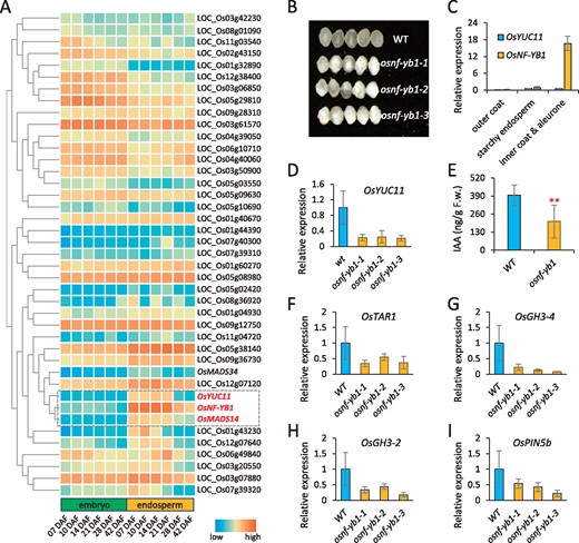 OsNF-YB1 defects suppressed OsYUC11 expression and IAA biosynthesis in the caryopses. (A) Clustering analysis of the expression of 41 TFs with binding abilities to the OsYUC11 promoter, which were identified by a yeast-one-hybrid approach. (B) Morphology of mature caryopses produced by the WT and the osnf-yb1 mutants. (C) Expression of OsYUC11 and OsNF-YB1 in the outer caryopsis coat, inner caryopsis coat including aleurone cells, and starchy endosperm cells of WT. Three biological replicates were used for analysis. Error bars indicate standard deviation. (D) Relative expression of OsYUC11 in the caryopses of WT and osnf-yb1 mutants, at 8 DAF. Three biological replicates were used for analysis. Error bars indicate standard deviation. (E) Free auxin content in the 10-DAF-old caryopses produced by WT and osnf-yb1-1. Three biological replicates were used for analysis. Error bars indicate standard deviation. Student’s t test was used for statistical analysis. **P<0.01. (F–I) Expression of OsTAR1 (F), OsGH3-4 (G), OsGH3-2 (H), and OsPIN5b (I) in the caryopses of the WT and osnf-yb1 mutants, at 8 DAF. Three biological replicates were used for analysis. Error bars indicate standard deviation.