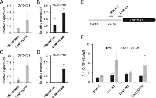 OsNF-YB1 activates OsYUC11 expression in vivo. (A and B) Expression of OsYUC11 (A) and OsNF-YB1 (B) in OsNF-YB1OX caryopses at 5 DAF. Three biological replicates were used for analysis. Error bars indicate standard deviation. (C and D) Expression of OsYUC11 (C) and OsNF-YB1 (D) in the OsNF-YB1OX seedlings. Three biological replicates were used for analysis. Error bars indicate standard deviation. (E) A schematic illustration of the probes used for ChIP. (F) ChIP analysis of OsNF-YB1 binding of the promoter of OsYUC11 in WT and OsNF-YBOX plants. Enrichment of OsNF-YB1 binding of the OsYUC11 promoter (probes 1 and 2), OsNF-YB1 (negative control) and Os01g63680 (positive control) were evaluated using quantitative PCR. Two biological replicates both showed similar results, and one replicate is shown here. Error bars indicate standard deviation. Leaves of 2-week-old WT and OsNF-YB1OX seedlings were used for analysis.