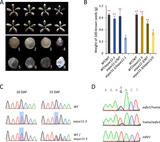 Dynamic imprinting of OsYUC11. (A and B) Reciprocal crosses showing that a maternally originated OsYUC11 was able to recover the paternal defect of osyuc11. The upper and lower panel shows the intact caryopses produced by different crossing combinations and their cross sections, respectively. 1, WT/WT; 2, osyuc11-1/WT; 3, WT/osyuc11-1; 4, osyuc11-1/osyuc11-1; 5, WT/WT; 6, osyuc11-3/WT; 7, WT/osyuc11-3; 8, osyuc11-3/osyuc11-3. For convenience, the first parent in a combination indicates the mother used for crossing. (B) One hundred brown seed weights of the seeds produced by different crossing combinations. Three biological replicates were used for the quantification of WT (♀)/WT (♂), osyuc11-1 (♀)/WT (♂), WT (♀)/osyuc11-1 (♂), WT (♀)/WT (♂), osyuc11-3 (♀)/WT (♂), and WT (♀)/osyuc11-3 (♂). Error bars indicate standard deviation. Student’s t test was used for statistical analysis. **Statistical significance at P < 0.01 level when compared with corresponding artificially crossed mutant seeds. (C) Sanger sequencing of the RT-PCR products of OsYUC11 amplified from the endosperm of WT/osyuc11-3, at 10 and 15 DAF. (D) The paternal expression bias of OsYUC11 remained unchanged in the endosperm produced by osfie1 (in Kitaake background) and Yuetai (O. sativa ssp. indica) reciprocal crosses, at 7 DAF.