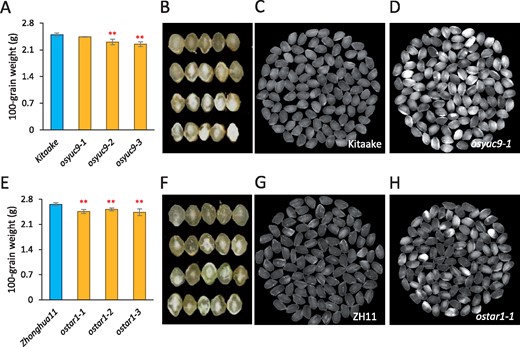 OsYUC9 and OsTAR1 are involved in the development of rice caryopsis. (A) Reduction of seed weight in the osyuc9 mutants. Three biological replicates were used for analysis. Error bars indicate standard deviation. Student’s t test was used for statistical analysis. **P<0.01. (B) Morphology of caryopses produced by the osyuc9 mutants. (C and D) Polished seeds of the WT (Kitaake) (C) and osyuc9-1 (D). (E) Reduction of seed weight in the ostar1 mutants. Three biological replicates were used for analysis. Error bars indicate standard deviation. Student’s t test was used for statistical analysis. **P<0.01. (F) Morphology of caryopses produced by the ostar1 mutants. (G and H) Polished seeds of the WT (ZH11) (C) and ostar1-1 (D).