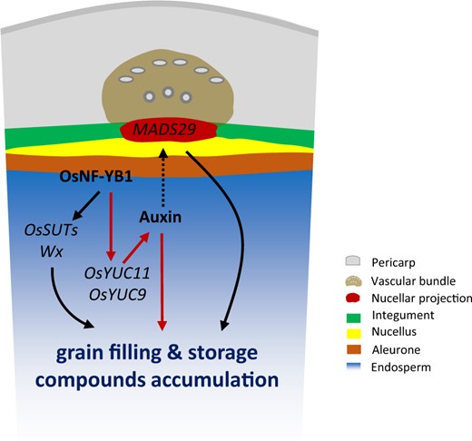 Schematic illustration of the auxin-regulated grain filling in rice. The auxin signals involved in the regulation of grain filling and storage compound accumulation of rice seeds. OsYUC11 and OsYUC9 are two YUC genes responsible for auxin biosynthesis in the endosperm. It is possible that the auxin synthesized in the endosperm is able to be transported to the maternal tissues, and modulate the expression of genes, like OsMADS29, an important regulator for rice filling that predominantly expresses in the nucellus and the nucellar projection. The expression of OsYUC11 is regulated by OsNF-YB1, a NF-Y TF member highly expressed in rice caryopsis. In addition to OsYUC11, the sucrose transporter genes OsSUT1, OsSUT3, and OsSUT4, and the key granule-bound starch synthase gene Wx are downstream genes directly regulated by OsNF-YB1.