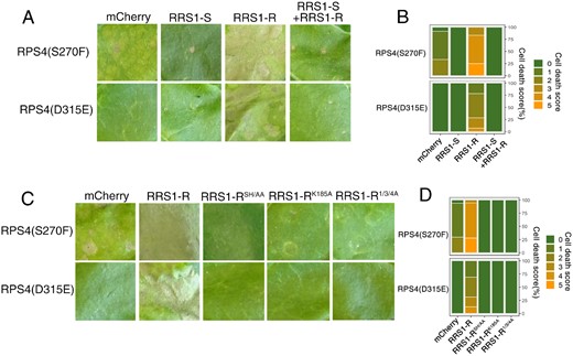 RRS1-R-mediated facilitation is recessive and requires its SH motif, P-loop, and C-terminal phosphorylation. A, Interference of RRS1-R-mediated HR potentiation by RRS1-S. Each tobacco leaf section was transiently inﬁltrated with indicated construct combinations. Leaves were photographed at 5 dpi. B, Percentage representations of cell death scales in (A) at 5 dpi. Stacked bars are color coded to show the proportions (in percentage) of each cell death scale (0–5) out of total inﬁltrated leaves scored. A total of 10–14 leaves are scored for each stacked column. C, RRS1-R-mediated HR potentiation requires its SH motif, P-loop, and C-terminal phosphorylation. Each tobacco leaf section was transiently inﬁltrated with indicated construct combinations. Leaves were photographed at 5 dpi. D, Percentage representations of cell death scales in (C) at 5 dpi. Stacked bars are color coded to show the proportions (in percentage) of each cell death scale (0–5) out of total inﬁltrated leaves scored. A total of 10–14 leaves are scored for each stacked column.