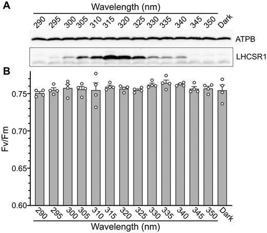 LHCSR1 protein levels and photosynthetic properties under radiation ranging from UV-A to UV-B. Wild-type cells were treated with 0.25 μmol photons/m2/s of monochromatic UV light of different wavelengths, as indicated, for 3 h. A, Antibodies against ATPB or LHCSRs (recognizing both LHCSR1 and LHCSR3) were used for immunoblotting analysis. LHCSR3-P represents LHCSR3-phosphorylated. The ATPB protein was used as a loading control. Representative immunoblots from one of three replicated experiments are shown, each performed using different biological samples. B, Photosynthetic (Fv/Fm) activities of cells from A measured using a FluorCAM system. Data are mean ± se, n = 4 biological replicates; raw data plots (white circles) are shown.