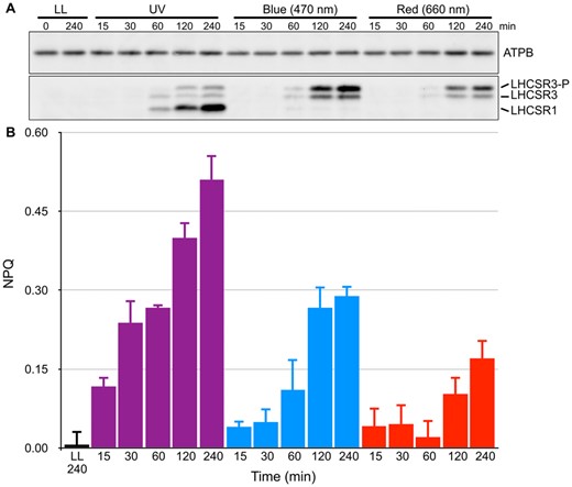 Activation kinetics of LHCSR-dependent photoprotection (NPQ) under different light conditions. A, Wild-type cell samples were collected after 15, 30, 60, 120, and 240 min of irradiation with low-level UV-supplemented fluorescent light at 10 μmol photons/m2/s (Supplemental Figure S3), blue (470-nm) LED light, or red (660-nm) LED light at 110 μmol photons/m2/s, and compared with control samples maintained under LL (30 μmol photons/m2/s) for the duration of the experiment. LHCSR1 and LHCSR3 protein levels were detected using an antibody against LHCSRs (recognizing both LHCSR1 and LHCSR3). LHCSR3-P represents LHCSR3-phosphorylated. The ATPB protein detected using a specific antibody was used as a loading control. Representative immunoblots from one of three replicated experiments are shown, each performed using different biological samples. B, NPQ activities of cells from A measured using a FluorCAM system. NPQ values of cells treated with LL (black bar), UV light (purple bars), blue light (blue bars), and red light (red bars) are shown. Data are mean ± se, n = 3 biological replicates.