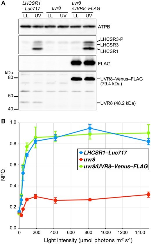 Photoprotective response of UV-treated cells. Cells of control (LHCSR1–Luc717), uvr8-mutant, and complemented (uvr8/UVR8–FLAG) strains were treated with low-level UV-supplemented fluorescent light (10 μmol photons/m2/s) for 1 h to induce photoprotective mechanisms and compared with control samples maintained under LL (∼30 μmol photons/m2/s). A, UVR8–Venus–FLAG and UVR8 proteins were detected using antibodies against FLAG and CrUVR8, respectively. LHCSR1 and LHCSR3 protein levels were detected using an antibody against LHCSRs (recognizing both LHCSR1 and LHCSR3). The ATPB protein was used as a loading control. B, NPQ was recorded using a moni-PAM system (Walz). A light-response curve was generated from measurements at 0, 45, 90, 190, 420, 820, and 1,500 μmol photons/m2/s. Glycolaldehyde at 10 mM final concentration was added 3 min before the measurements to interrupt the Calvin–Benson–Bassam cycle. Data are mean ± se, n = 3 biological replicates.