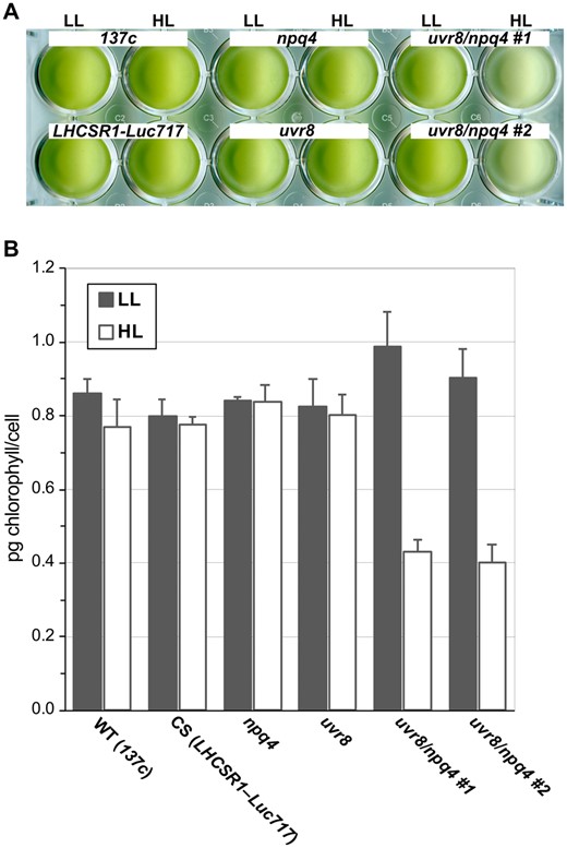 Pigment bleaching of cells induced by HL conditions. A, Wild-type (WT; 137c), control (CS; LHCSR1–Luc717), and uvr8-, npq4-, and npq4 uvr8-mutant strains in a 24-well plate after treatment with LL (30 μmol photons/m2/s) or HL (500 μmol photons/m2/s) containing UV (UV-supplemented fluorescent light at 10 μmol photons/m2/s) for 10 h. Cell concentration was normalized to 5 × 106 cells/mL. Representative pictures from one of three replicated experiments are shown, each performed using different biological samples. B, Chlorophyll contents of samples from A were normalized to cell number. Data are mean ± se, n = 3 biological replicates.