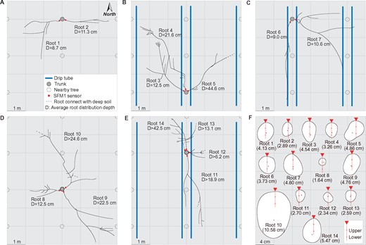 Plan view of measured roots and their cross-sections at measured positions. Roots in NI treatment in 2018 (A) and 2019 (D), CI treatment in 2018 (B), and FI treatment in 2018 (C) and 2019 (E). Sap flow sensor positions in roots are marked by red points and blue lines are drip tubes with the emitters (A–E). Positions of the upper and lower sap-flow measured points in each root’s cross-section (F). The root piths are represented by black points and the vertical diameter of the root cross-sections are shown in brackets (F)