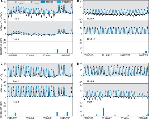 Dynamic changes of root sap flow. NI treatment in 2018 (A) and 2019 (B), CI treatment in 2018 (C), and FI treatment in 2018 (D). SFD recorded by the upper measured point (SFDupper) and the lower measured point (SFDlower) are from the same sap-flow sensors in each root, and their positions are shown in Figure 2F. Every two roots in (A–D) experienced the same rainfall and irrigation events, respectively. The shaded area indicates positive sap flow, and the white area indicates reverse sap flow. Roots 1, 2, 3, 6, 7, and 9 are Type I roots (without sinker), while roots 5 and 10 are Type II roots