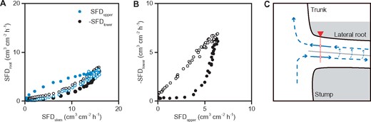 Diurnal sap-flow relationship between stem and root 1 on August 12, 2018. SFD recorded by the lower point of the sap-flow sensor (SFDlower) was multiplied by −1 to represent the absolute value of the reverse sap flow. SFD recorded by the upper point of the sap-flow sensor (SFDupper) and −SFDlower versus SFDstem (A), and −SFDlower vs. SFDupper (B). Filled symbols are 0:00–12:00, and open symbols are 12:00–24:00. Note two-fold decrease in SFDupper compared with wet soil conditions (Figure 5B, blue August 17, 2018), supporting the same level of transpiration (SFDstem). Hypothetical water-transport mode within root 1 (C). The gray line is the root pith. The sap-flow probe and the measured points were according to their actual positions (Figure 2F). The solid arrows represent the actual water flow which was monitored by sap-flow sensors (positive flow in the upper root section and reverse flow in the lower root section). The dashed arrows represent the presumed water movement