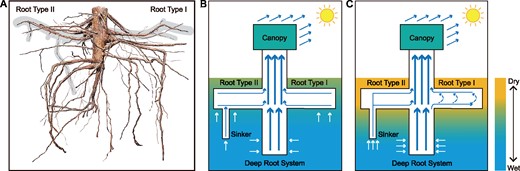 The root system of P. tomentosa and water transport model. Actual root system of a 5-year-old P. tomentosa tree (A), where the shaded area highlights two root types (I, II). Shallow soil water status progresses from wet (B) to dry (C). Solid arrows indicate water transport, and dashed arrows indicate the circumferential water transport within the Type I root when EDHR occurs