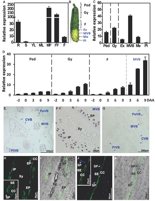 Spatial and temporal expression of CsSWEET7a in cucumber. A, The expression pattern of CsSWEET7a in the whole plant by reverse transcription quantitative PCR. R, root; S, stem; YL, young leaf; ML, mature leaf; MF, male flower; FF, female flower; F, marketable mature fruit (9 d after anthesis, DAA). B, Cucumber fruit, showing the sampling sites: Ped, Peduncle; Gy, Gynophore; Ex, Exocarp; MVB, main vascular bundle; Me, Mesocarp; Pl, Placenta. C, Expression of CsSWEET7a in 6 tissues of 9 DAA fruit. D, Expression of CsSWEET7a during the development of the peduncle, gynophore, fruit, and fruit MVB, from 2 d before anthesis to 9 DAA. E-K, Immunohistochemical localization of CsSWEET7a in cucumber fruit (E-I) and peduncle (J and K). E, Transverse sections of cucumber fruit with alkaline phosphatase (AP) as secondary antibody. F, Close-up of the MVB region in (E). G, Sections incubated with pre-immune serum as control. H-K, Longitudinal sections of cucumber fruit MVB (H and I) and peduncle VB (J and K) with fluorescein isothiocyanate (FITC) as secondary antibody. The boxed insets in (H and J) were the close-up images of the SE/CC region. The sieve plate (SP) emits blue fluorescence due to aniline blue staining. White or black arrows indicate SP. SE, sieve element; CC, companion cell; Xy, xylem; Ph, phloem; EP, external phloem; IP, internal phloem; PeVB, CVB, and PlVB, peripheral, carpel, and placental vascular bundle, respectively. Mean values ± SE of three independent biological replicates are given.