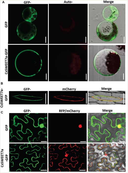 Subcellular localization of a CsSWEET7a fusion with green fluorescent protein (GFP) in A. thaliana protoplasts (A), in onion epidermal cell (B) and in N. benthamiana pavement cell (C). An mCherry-labeled plasma membrane (PM) marker (PM-rk; CD3-1007) and RFP-labeled nuclei marker (H2B) were used to mark the plasma membrane and nuclei position, respectively. Scale bars = 10 μm in (A), 50 μm in (B) and 20 μm in (C).