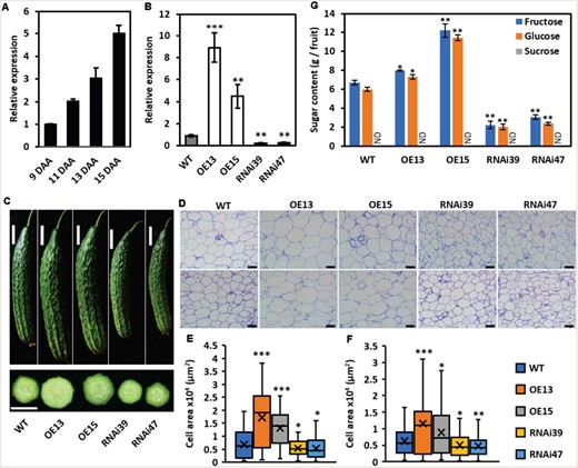 Phenotype of fruit at 15 DAA in CsSWEET7a transgenic lines. A, Transcriptional levels of CsSWEET7a in fruit vascular bundle of wild type (WT) from 9 DAA to 15 DAA. B, Transcriptional levels of CsSWEET7a in fruit vascular bundle of WT, overexpression (OE), and RNA interference (RNAi) transgenic lines at 15 DAA. C, Phenotype of fruit at 15 DAA in WT and transgenic lines. Morphology of fruits (top) and hand cross section of fruits (bottom). D, Paraffin cross (top) and longitudinal sections (bottom) of mesocarp of fruit at 15 DAA. E and F, Cell area of mesocarp cells in cross (E) and longitudinal sections (F) in WT and transgenic lines at 15 DAA. Cell area was measured by ImageJ. More than 100 cells were measured for each line. Center line, median cell area; ‘X’, average cell area; box limits, upper and lower quartiles; whiskers, 1.5x interquartile range. G, Sugar content of 15 DAA fruit. Mean values ± SE of three independent biological replicates are given in (A, B, G). Significance compared to WT was determined by Student’s t test at *P < 0.05, **P < 0.01, and ***P < 0.001. Scale bars = 5 cm in (C), 100 μm in (D). ND, data was not detected.