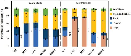 Distribution of 14C-labeled carbohydrate in wild type and CsSWEET7a-transgenic lines. The distribution of 14C-carbohydrate in young (with 4 nodes) and mature (with 15 nodes) plants. Sinks in the young plants included root and flower, and in the mature plants included root, flower, and fruit. Mean values ± SE of three independent biological replicates are given. Significance compared to WT was determined by Student’s t test at *P < 0.05, **P < 0.01, and ***P < 0.001.